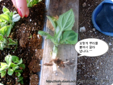 별이네 이미지